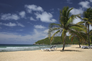 Beach with palm trees