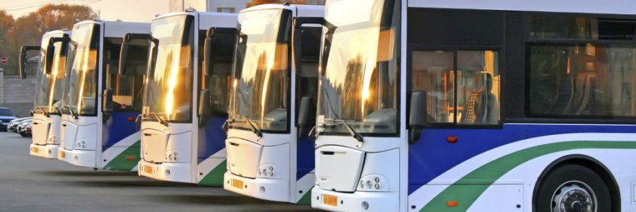 Line of white busses parked